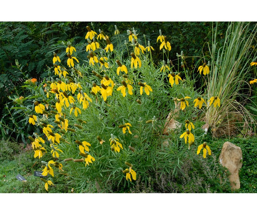 Prairie Coneflower